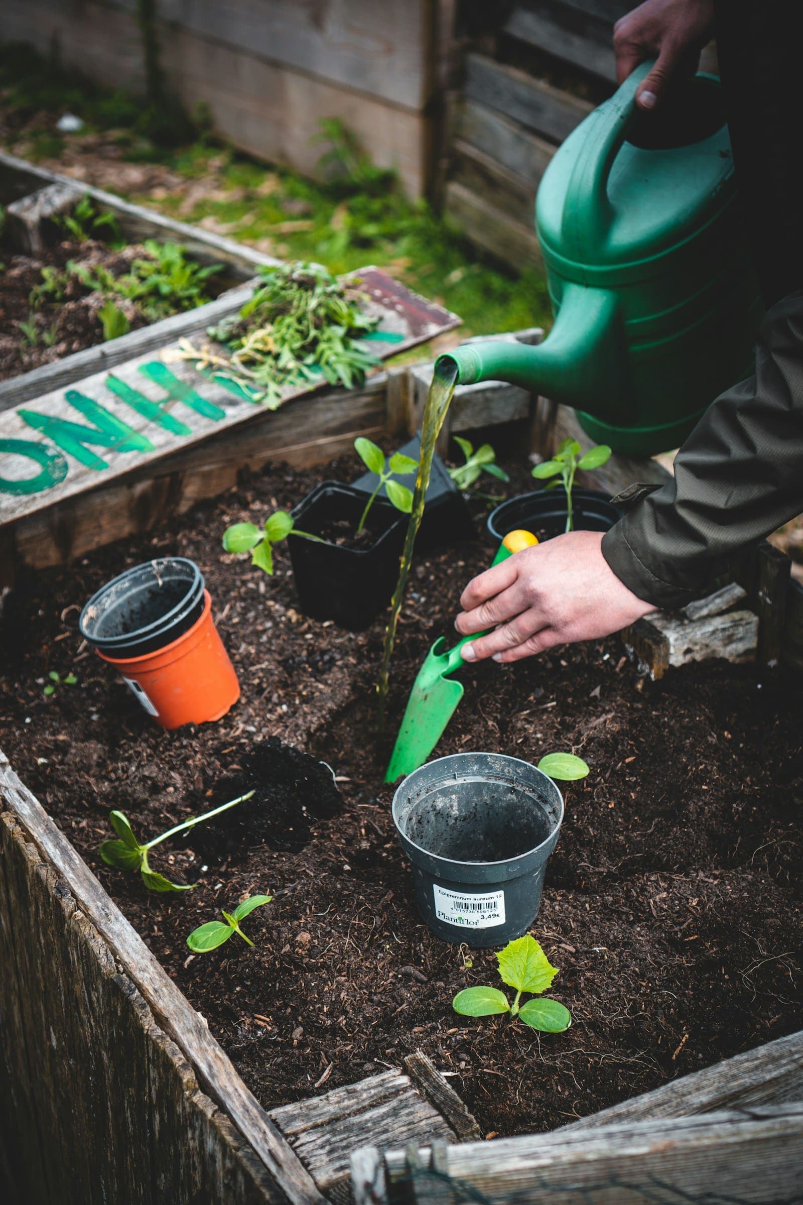 Planting seedlings in a raised garden bed